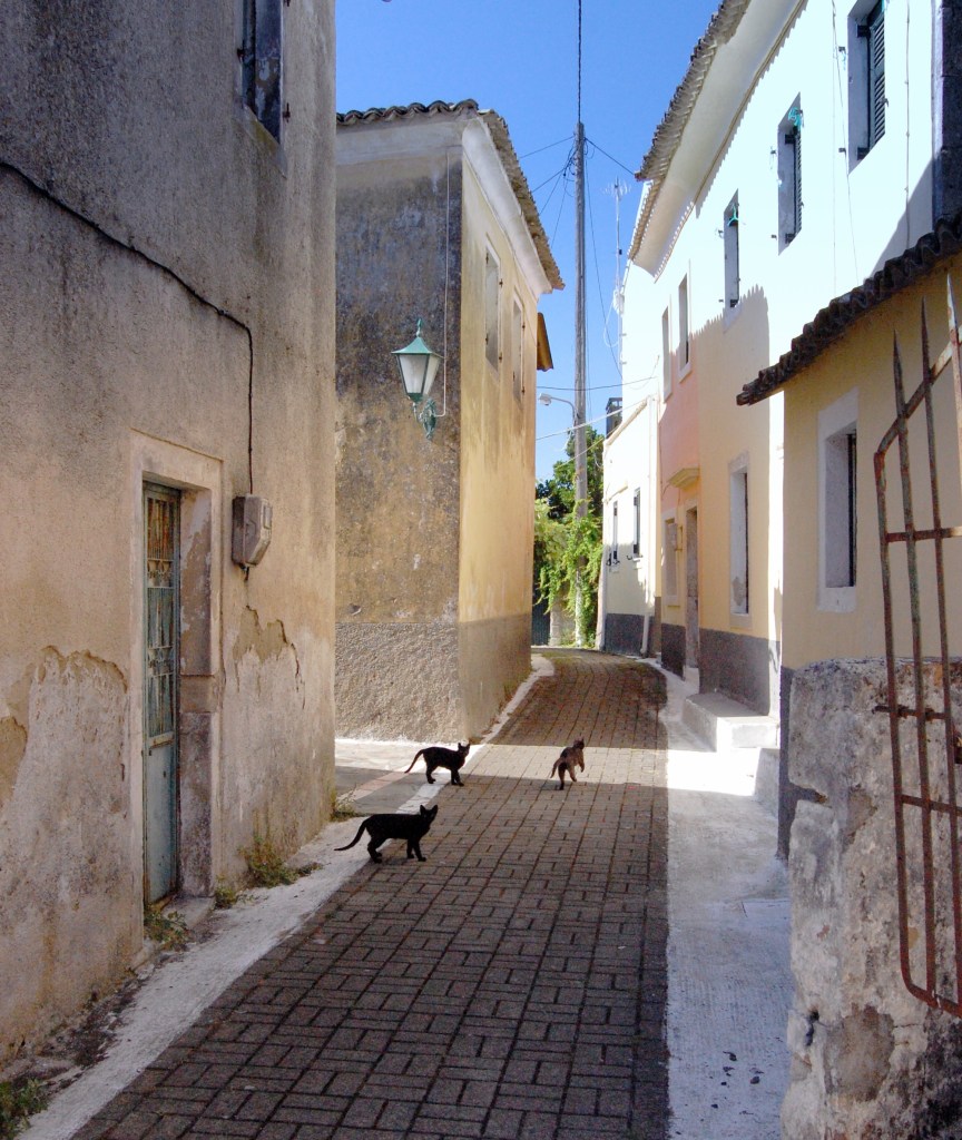 Kinopiastes cats are surprised to see visitors