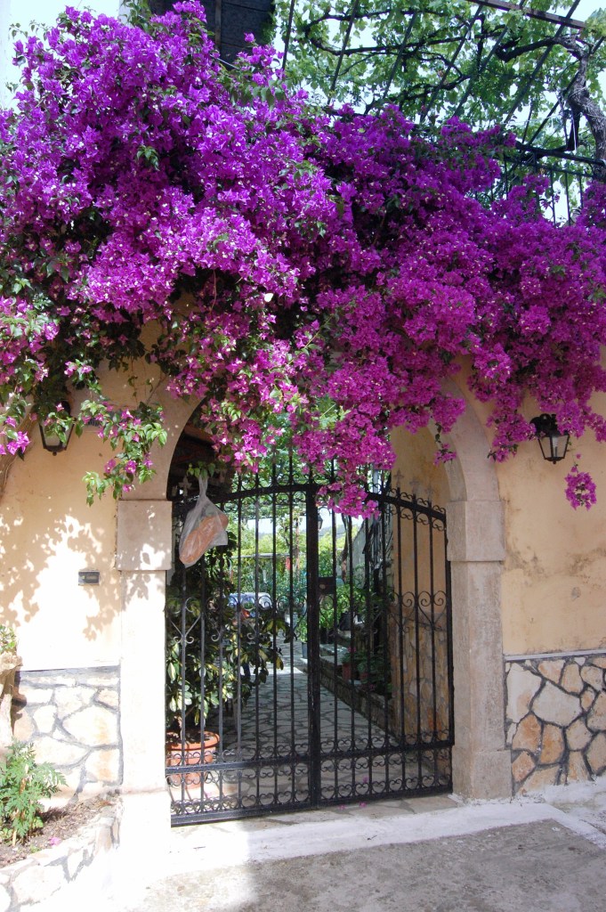 Mesaria bread and bougainvillea