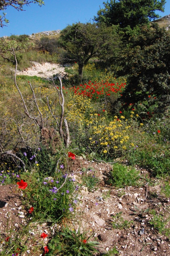 Abundant wildflowers beneath Stavrota summit