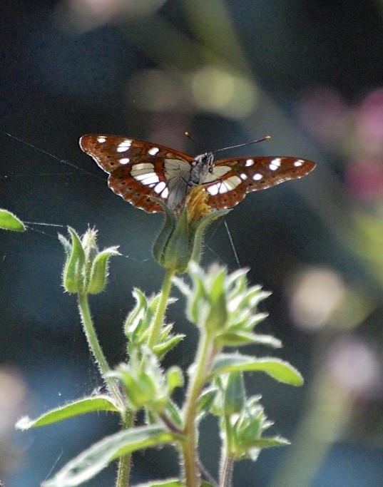 Southern White Admiral near Agiofili