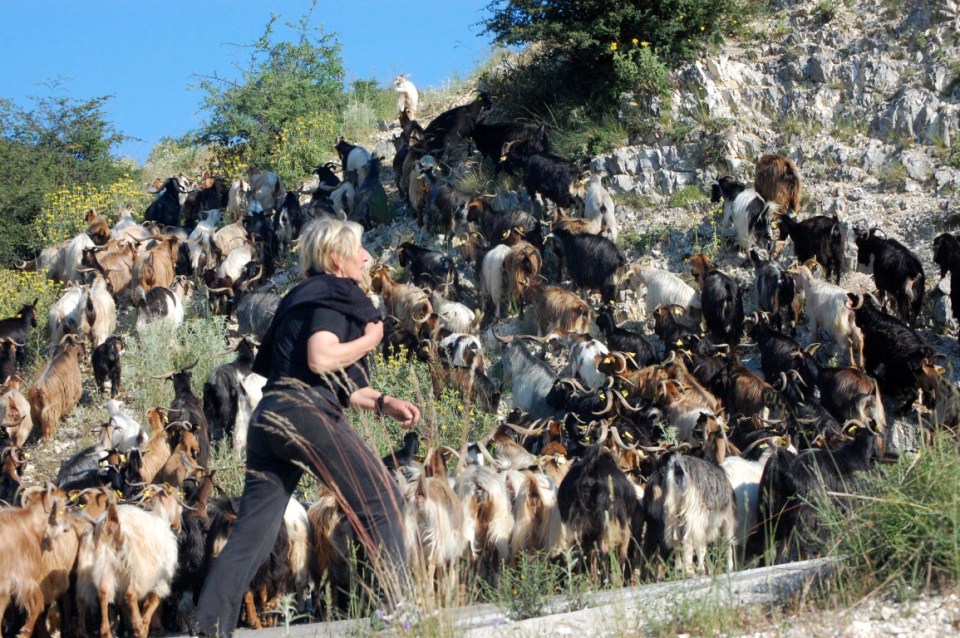 A modern goatherd and her flock near Stavrota