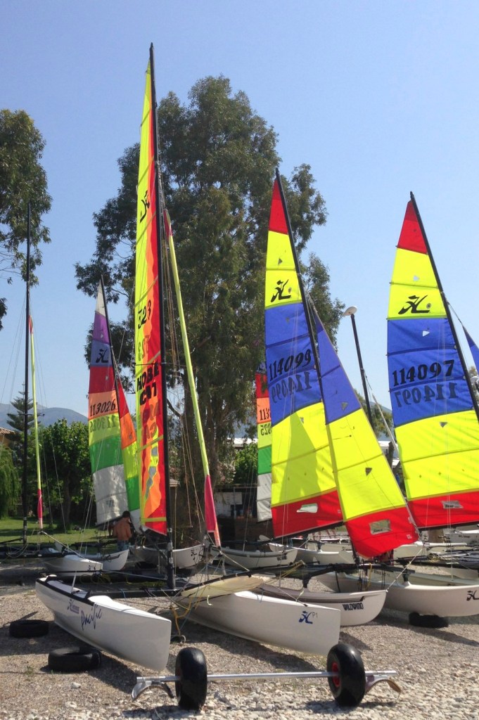 The cats are ready for some fun